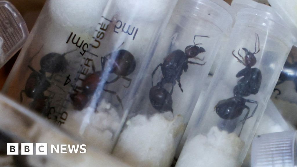 Kenyan court sentences ant smugglers to $7,700 fine or one-year in prison
