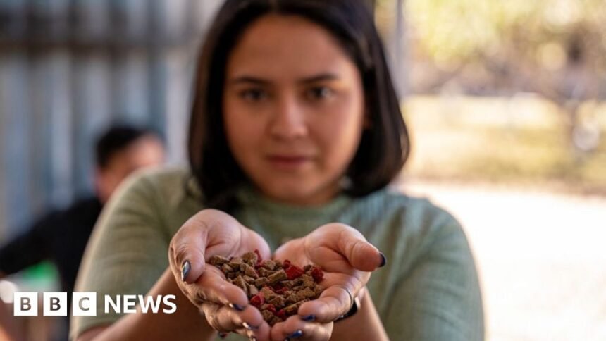 Honduras scheme turning cooking oil into soap and dog food